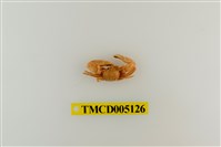 藏品(鋸額豆瓷蟹)的圖片